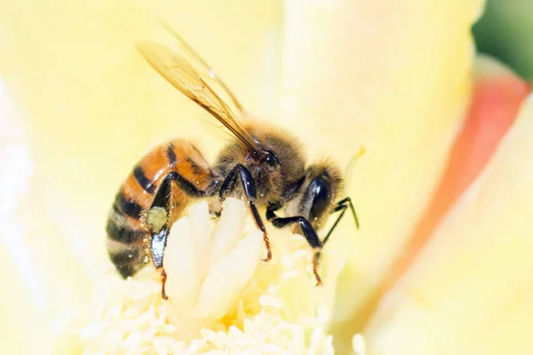 Primer Plano Miel Abeja Polinización Flor Amarilla —  Fotos de Stock