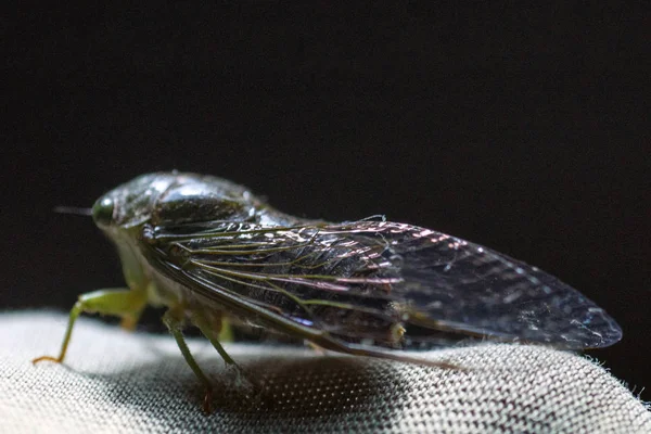 Primer Plano Del Insecto Cicada Contra Fondo Negro —  Fotos de Stock