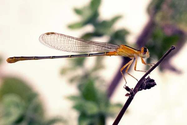 Κοντινό Πλάνο Του Dragonfly Μια Περούκα — Φωτογραφία Αρχείου