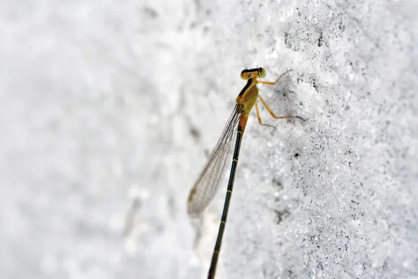 Gros Plan Libellule Sur Mur — Photo