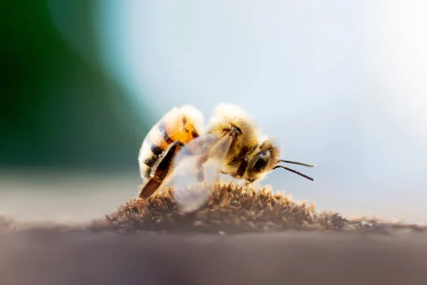 Primer Plano Flor Polinizadora Abejas Melíferas — Foto de Stock