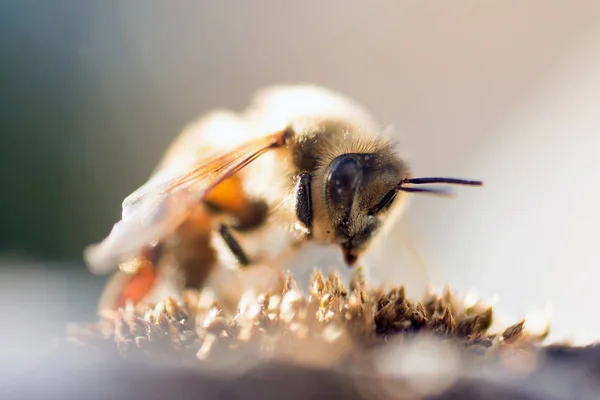 Закрытие Цветка Медовой Пчелы — стоковое фото