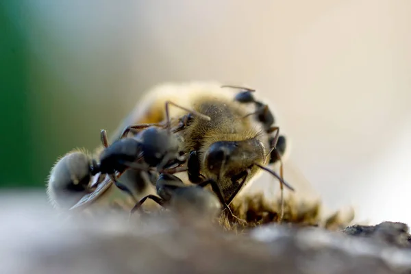 Закрытие Дела Нападении Муравьев Медовую Пчелу — стоковое фото