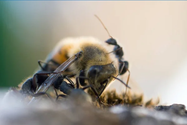 Primer Plano Hormigas Atacando Abeja Melífera —  Fotos de Stock