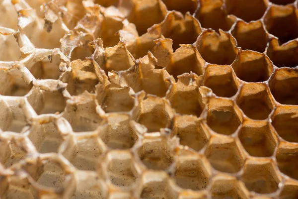 Πλήρης Εικόνα Των Κυττάρων Honeycombs — Φωτογραφία Αρχείου