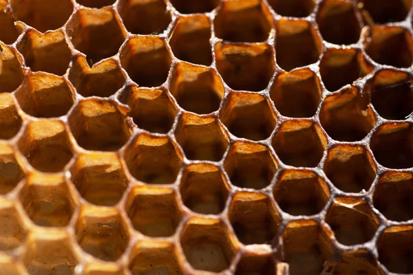 Πλήρης Εικόνα Των Κυττάρων Honeycombs — Φωτογραφία Αρχείου