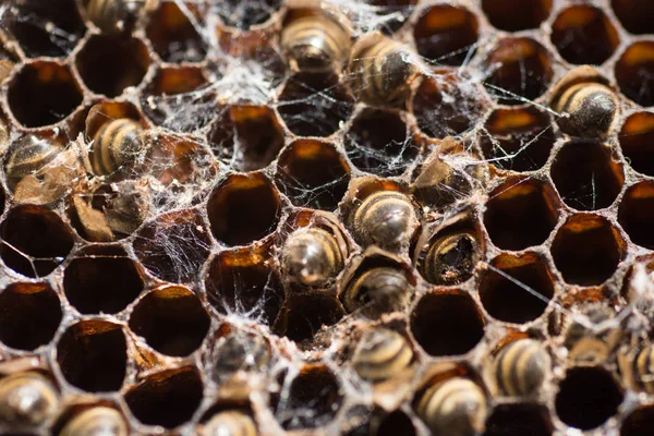 Бджоли Працюють Медовий Стільник — стокове фото