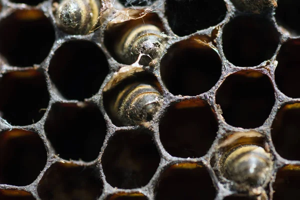 Abejas Trabajando Panal — Foto de Stock