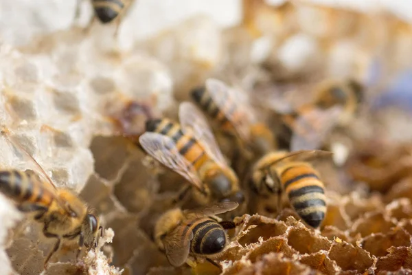 Abejas Trabajando Panal —  Fotos de Stock