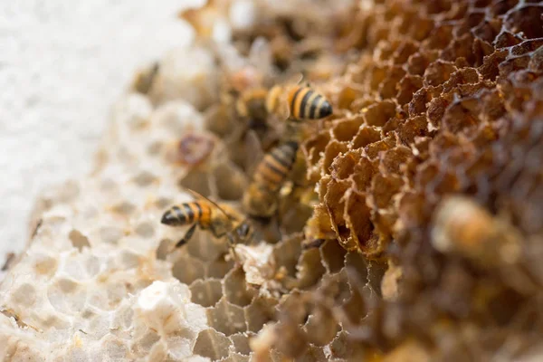 Бджоли Працюють Медовий Стільник — стокове фото