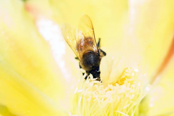 Primer Plano Miel Abeja Polinización Flor Amarilla —  Fotos de Stock