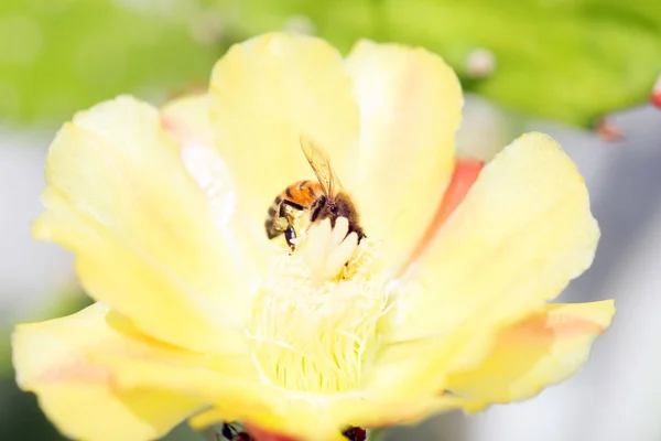 Крупним Планом Медоносних Бджіл Забруднюючи Жовту Квітку — стокове фото