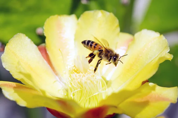 Крупним Планом Медоносних Бджіл Забруднюючи Жовту Квітку — стокове фото
