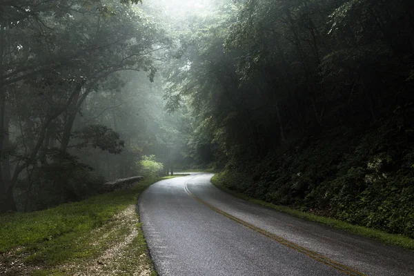 Weg met mist in het bos — Stockfoto