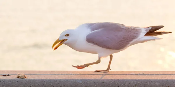 Gaviota a punto de comer pan en una cornisa cerca del agua . — Foto de Stock