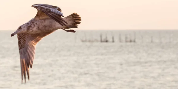 水の上を飛ぶカモメ ストック写真