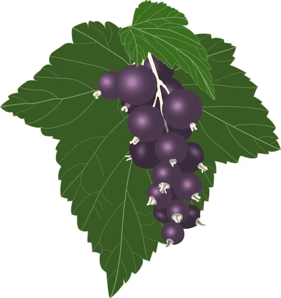 Vector realistic black currant with sheets. — Stock Vector
