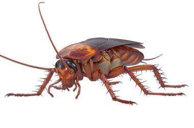 Cockroach bug brown small clipart