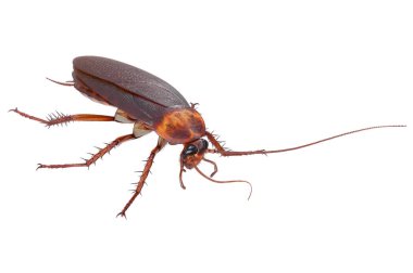 Cockroach bug insect orange clipart