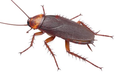 Cockroach bug american clipart
