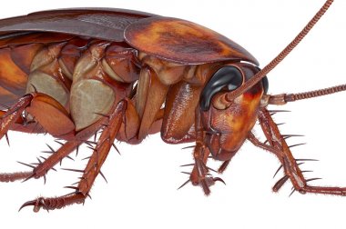 Hamam böceği böcek turuncu yaratık, Görünümü Kapat