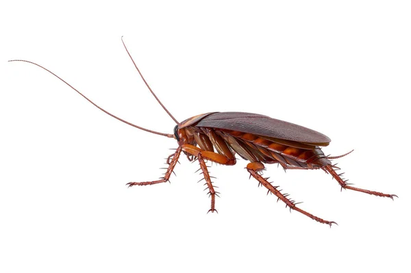 Schaben-Käfer Insekt klein — Stockfoto