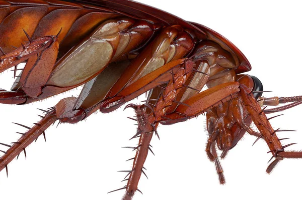 Таракан таракан американский таракан, вид спереди — стоковое фото