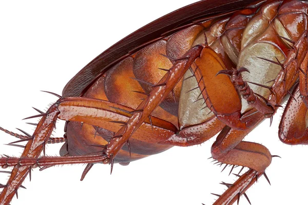 Kakerlakenkäfer Rotauge, Nahsicht — Stockfoto