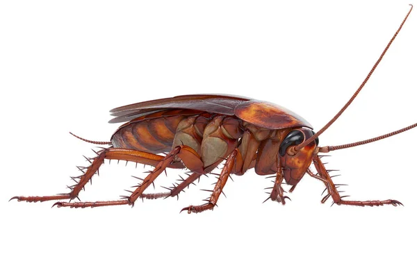 Hamam böceği böcek küçük — Stok fotoğraf