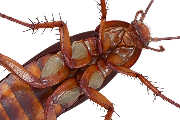 Таракан маленький оранжевый, закрытый вид — стоковое фото