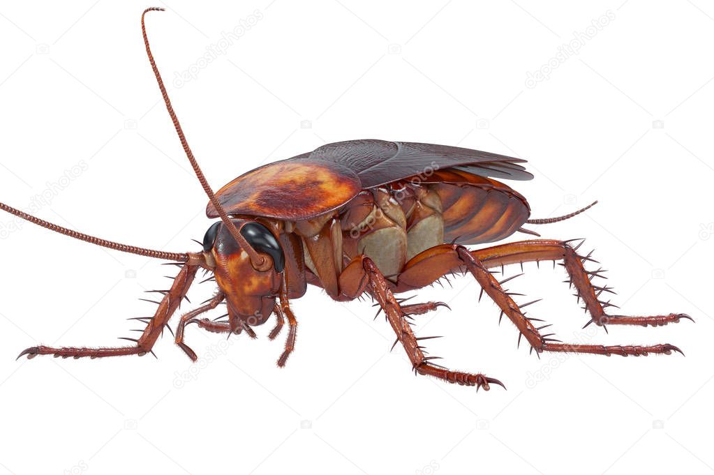 Cockroach bug brown small