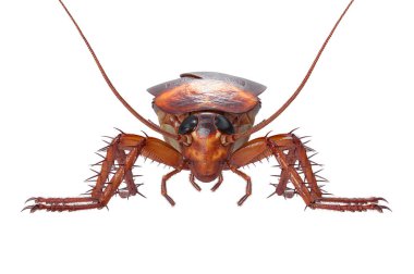 Cockroach bug insect roach, front view clipart