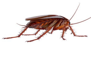 Hamam böceği böcek kahverengi