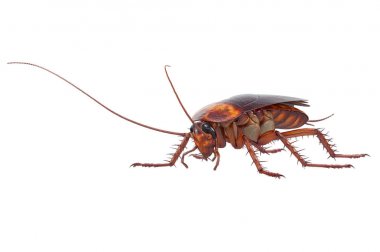 Cockroach bug insect brown clipart