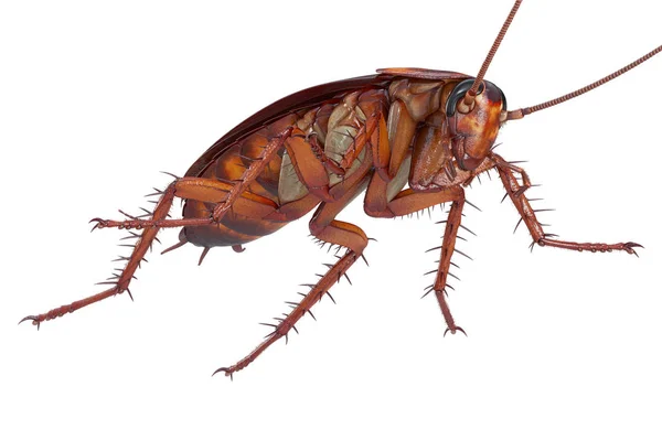 蟑螂 bug 生物 — 图库照片