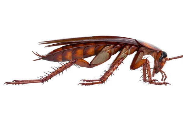 蟑螂 bug 美国棕色，侧视图 — 图库照片