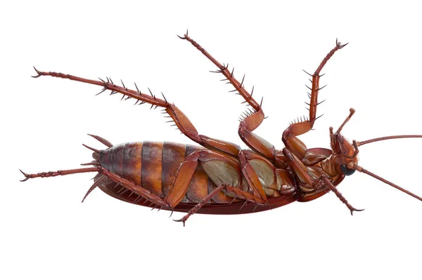 蟑螂 bug 橙色 — 图库照片