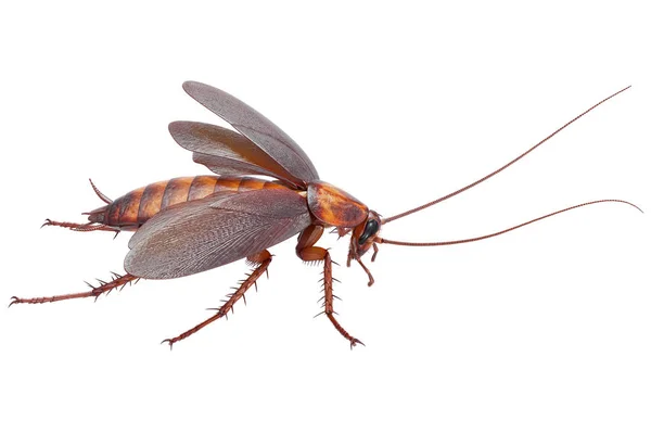 Комахоїд жук комах — стокове фото