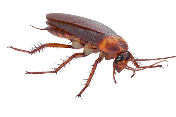 Besouro inseto barata — Fotografia de Stock