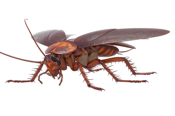 Barata inseto inseto criatura — Fotografia de Stock