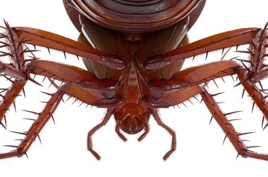 Hamam böceği böcek küçük roach, Görünümü Kapat