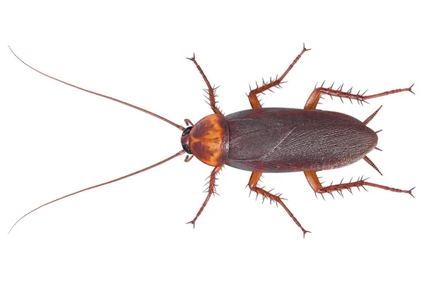 蟑螂 bug 棕色害虫，顶视图 — 图库照片