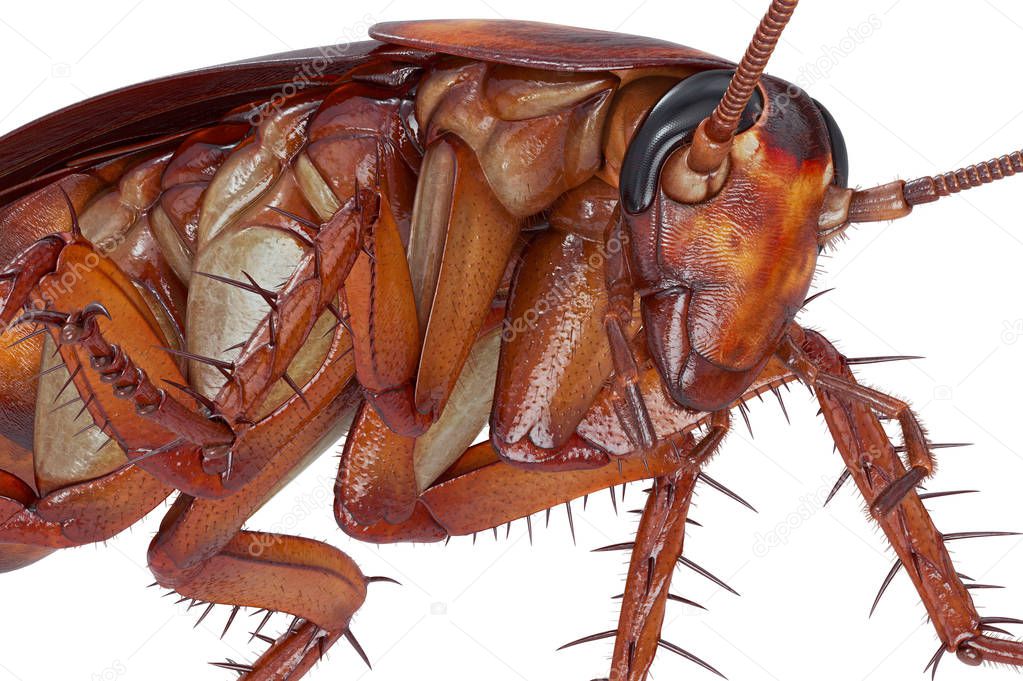 Cockroach bug orange beetle, close view