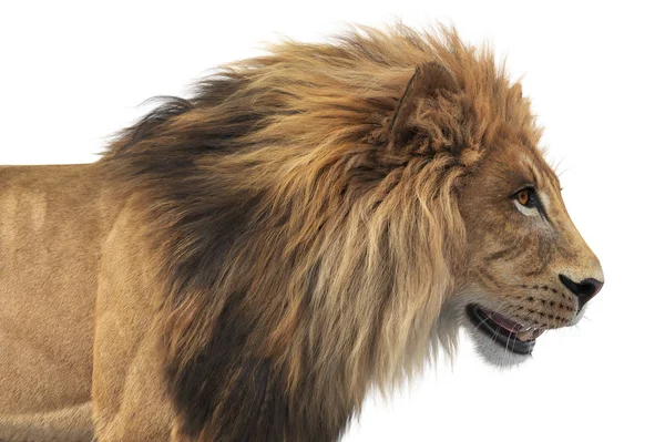 Lion dierlijke Afrikaanse katachtige, nauwe weergave — Stockfoto