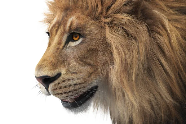 Lion animal wild, close view — Stock Photo, Image