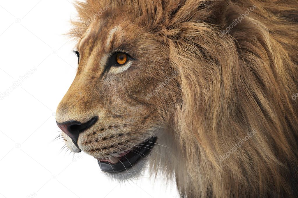 Lion animal wild, close view
