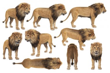 Aslan vahşi Afrika kedi seti