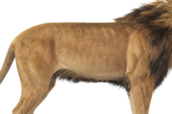Animal de leão besta africana, vista de perto — Fotografia de Stock