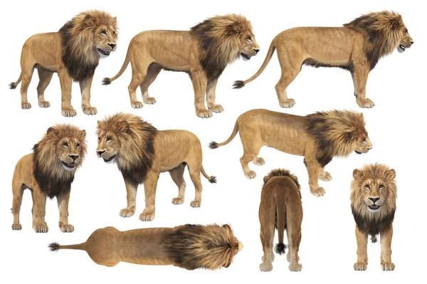 Conjunto felino africano selvagem de leão — Fotografia de Stock