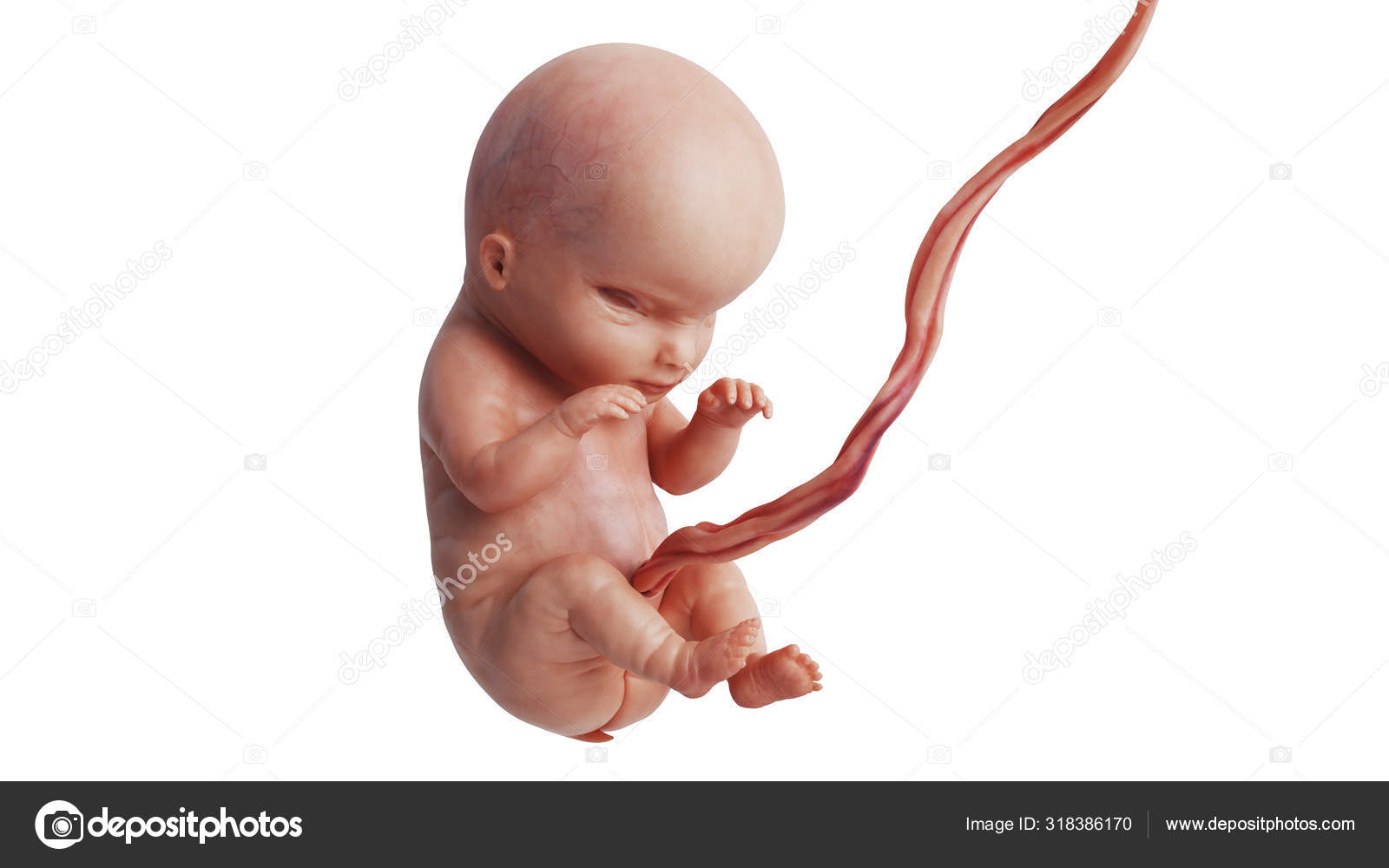 Embryo Human Fetus Unborn Baby Stock Photo By ©ARTYuSTUDIO